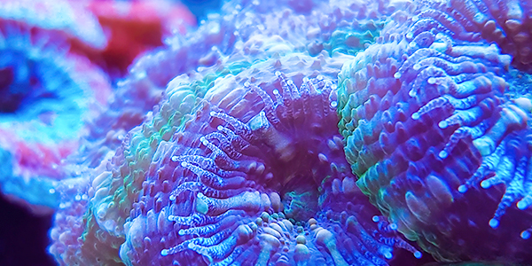 Colorful coral in an aquarium.