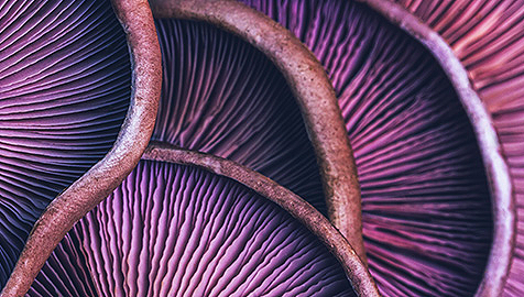 image of mushrooms